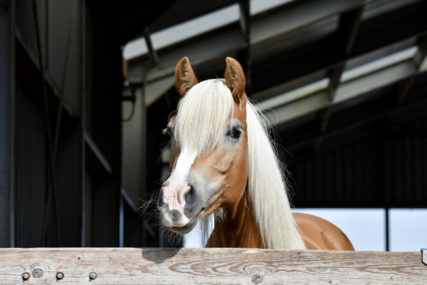 Pony's en Paarden | Stal de Brink